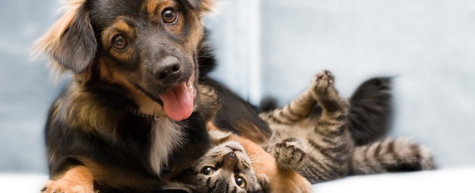 Dog-and-kitten2