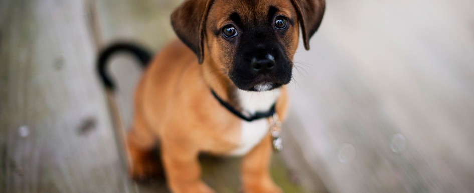 cute-dog-pup