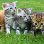 kittens-555822_1280