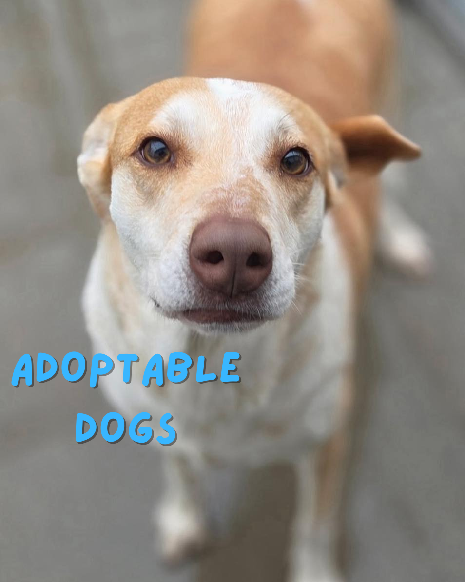ADOPTABLE DOGS (1)